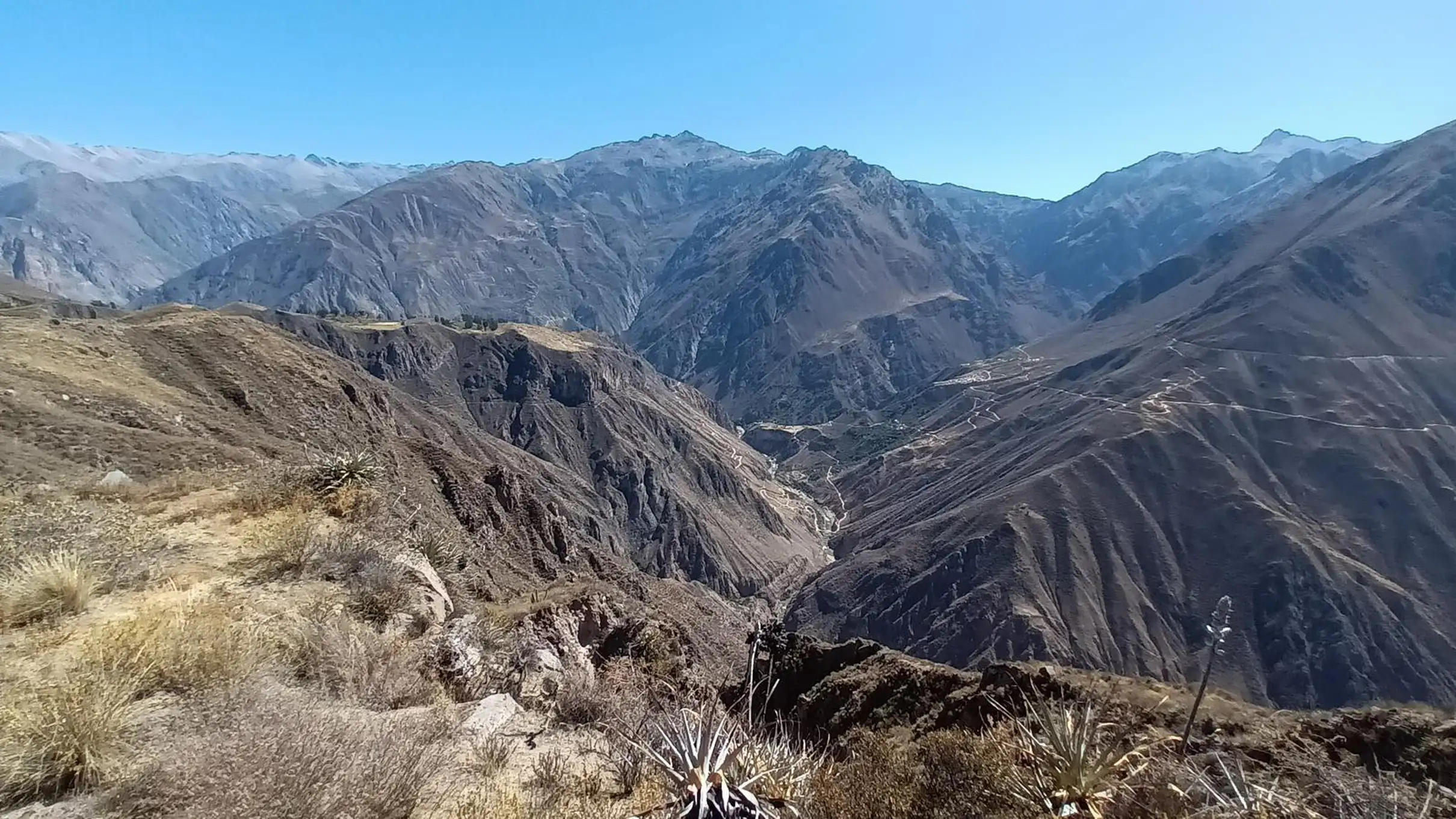 Andean condor soaring
